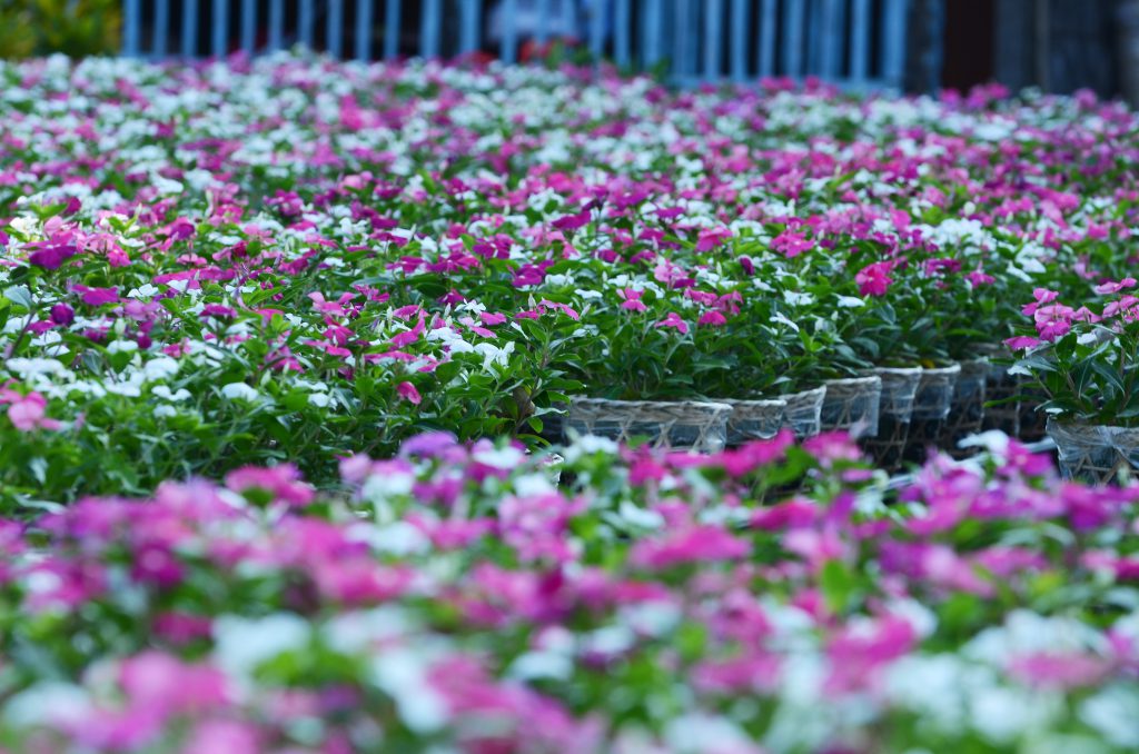 Hoa Sa Dec 11 1024x678