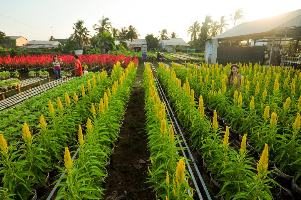 Hoa Sa Dec 26 1024x681