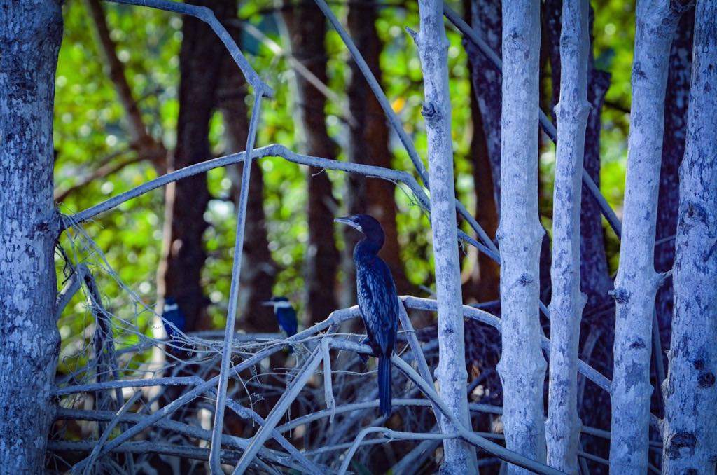 Mui Ca Mau Cuc Nam 5